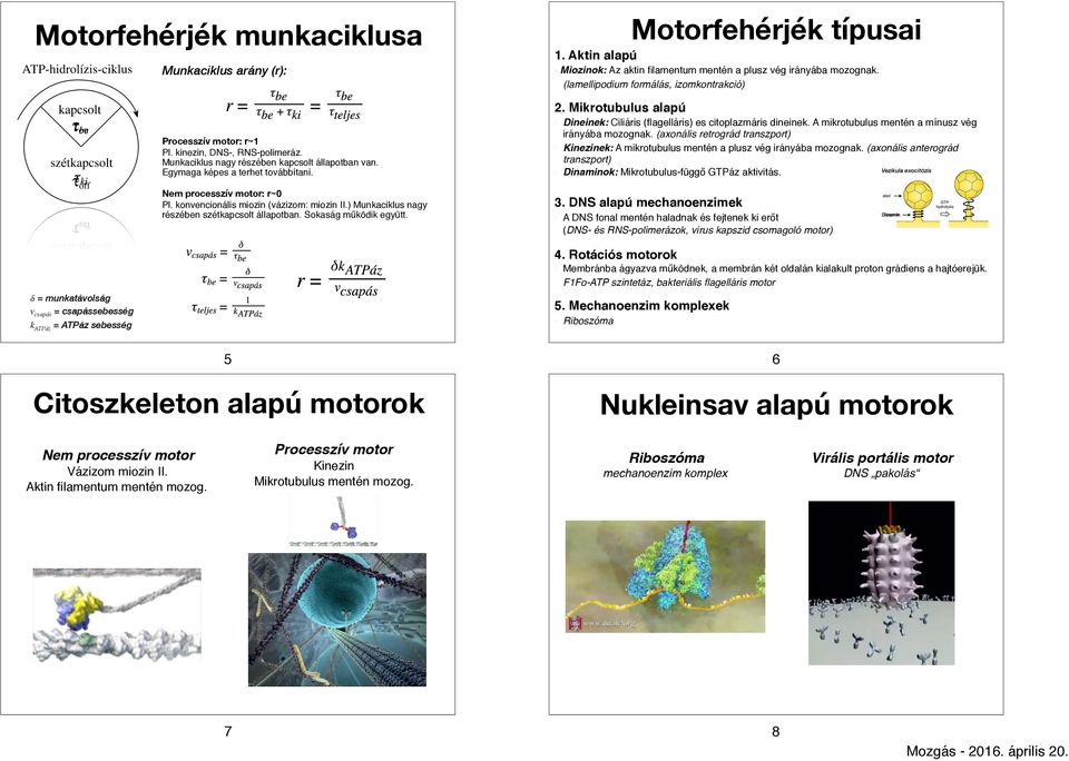 konvencionális miozin (vázizom: miozin II.) Munkaciklus nagy részében szétkapcsolt állapotban. Sokaság működik együtt. Dineinek: Ciliáris (flagelláris) es citoplazmáris dineinek.