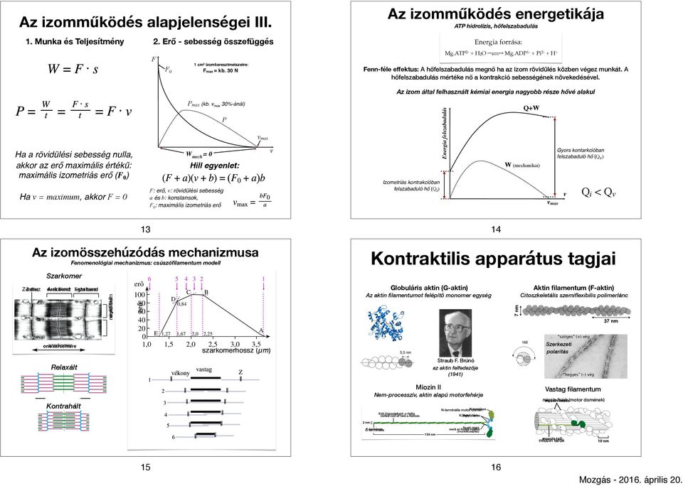 A hőfelszabadulás mértéke nő a kontrakció sebességének növekedésével. Fmax = kb.