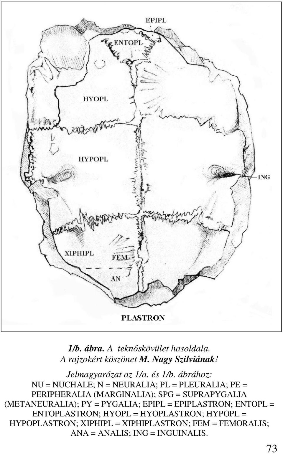 ábrához: NU = NUCHALE; N = NEURALIA; PL = PLEURALIA; PE = PERIPHERALIA (MARGINALIA); SPG =