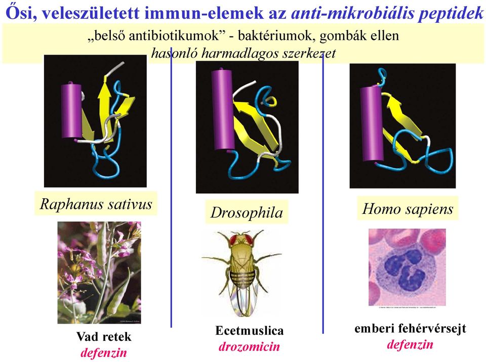 hasonló harmadlagos szerkezet Raphanus sativus Drosophila Homo