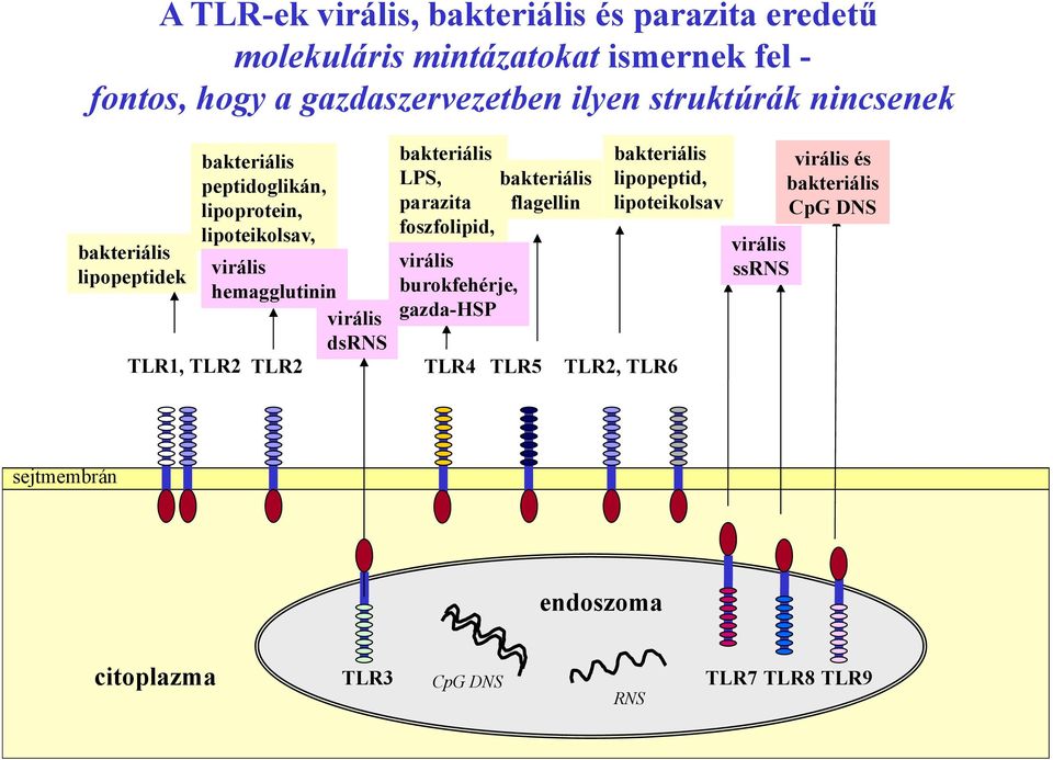 virális dsrns TLR2 bakteriális LPS, parazita foszfolipid, virális burokfehérje, gazda-hsp TLR4 TLR5 bakteriális flagellin bakteriális