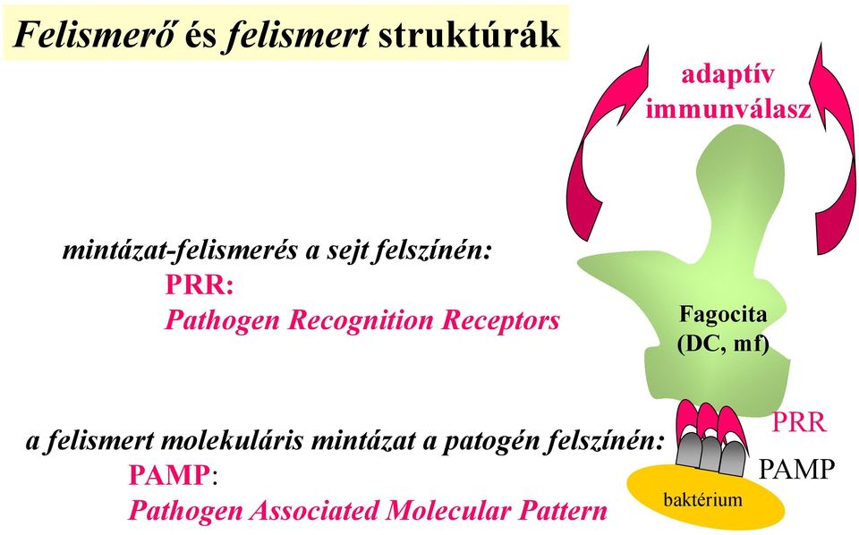 Receptors Fagocita (DC, mf) a felismert molekuláris mintázat a