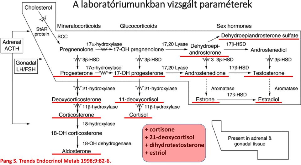 Trends Endocrinol Metab 1998;9:82-6.