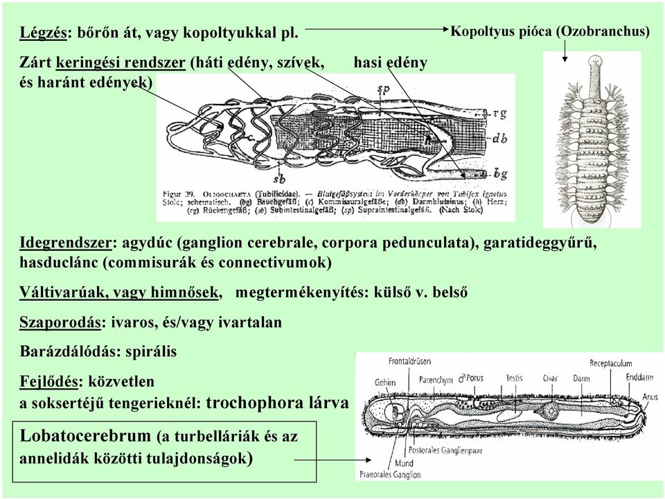 (ganglion cerebrale, corpora pedunculata), garatideggyűrű, hasduclánc (commisurák és connectivumok) Váltivarúak, vagy himnősek,