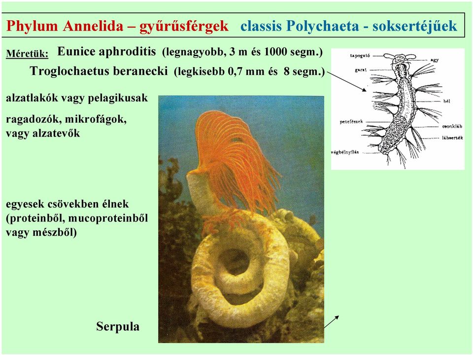 ) Troglochaetus beranecki (legkisebb 0,7 mm és 8 segm.