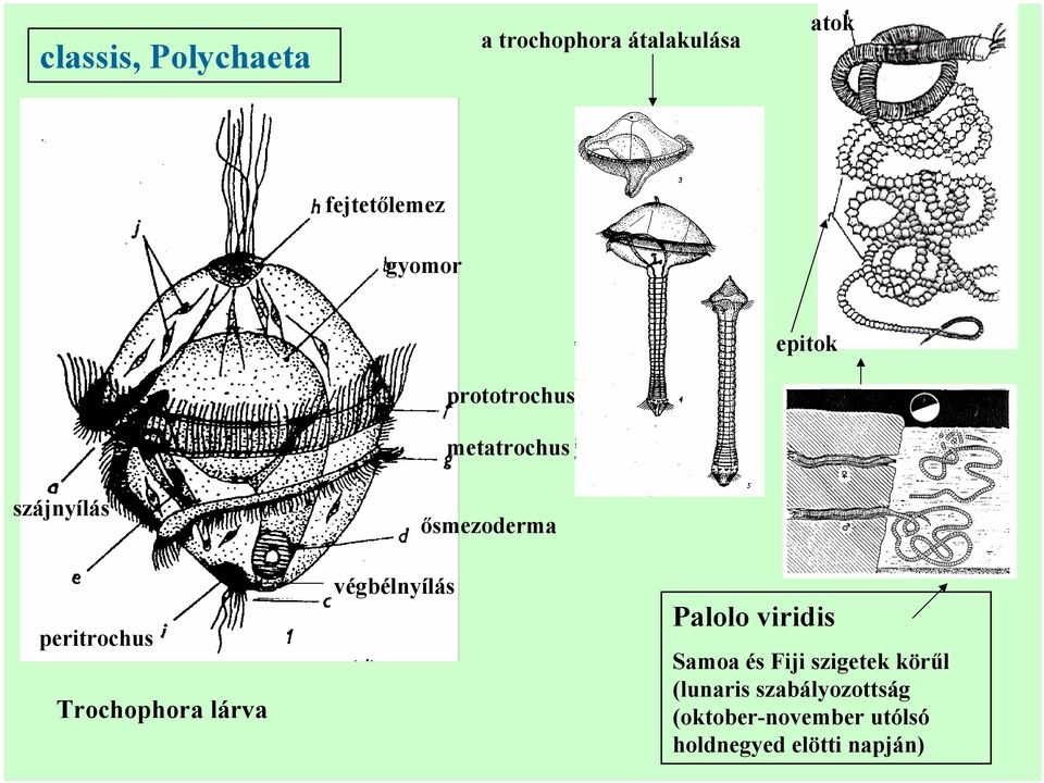 lárva végbélnyílás ősmezoderma Palolo viridis Samoa és Fiji szigetek