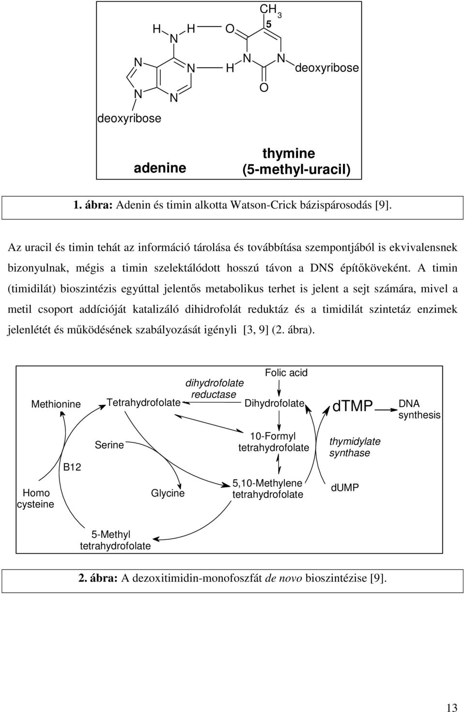 A timin (timidilát) bioszintézis egyúttal jelentıs metabolikus terhet is jelent a sejt számára, mivel a metil csoport addícióját katalizáló dihidrofolát reduktáz és a timidilát szintetáz enzimek