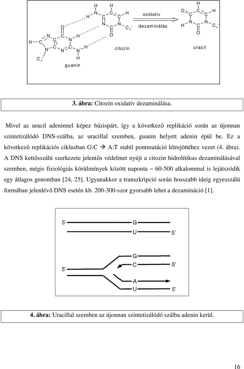Ez a következı replikációs ciklusban G:C A:T stabil pontmutáció létrejöttéhez vezet (4. ábra).