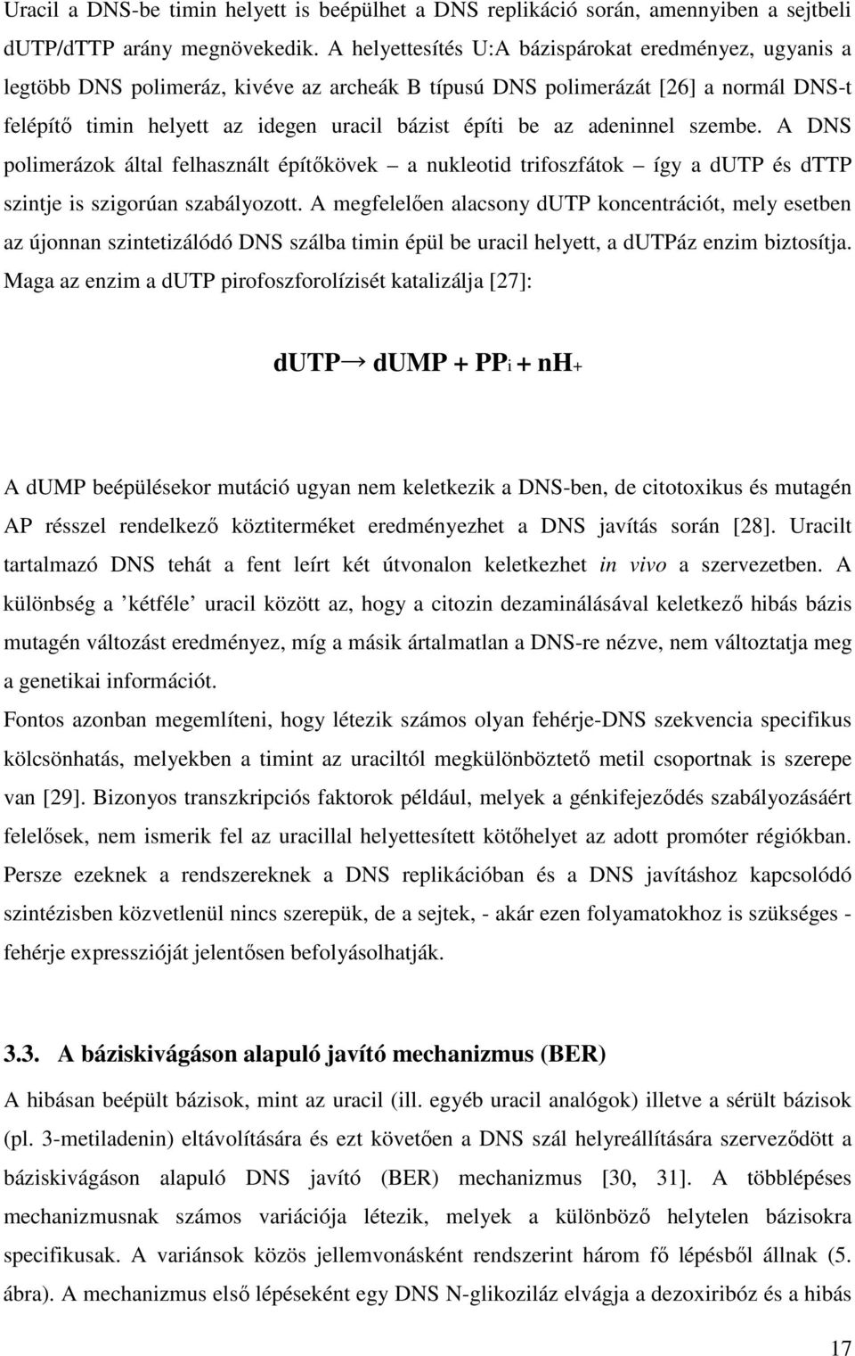 adeninnel szembe. A DNS polimerázok által felhasznált építıkövek a nukleotid trifoszfátok így a dutp és dttp szintje is szigorúan szabályozott.