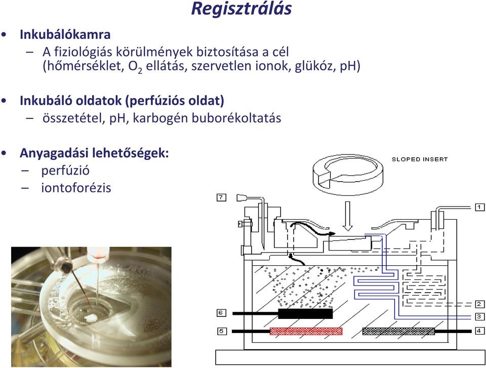 Inkubáló oldatok (perfúziós oldat) összetétel, ph, karbogén