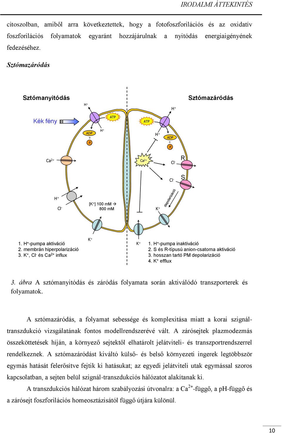 membrán hiperpolarizáció 3. K +, Cl - és Ca 2+ influx K + K + 1. H + -pumpa inaktiváció 2. S és R-típusú anion-csatorna aktiváció 3. hosszan tartó PM depolarizáció 4. K + efflux 3.