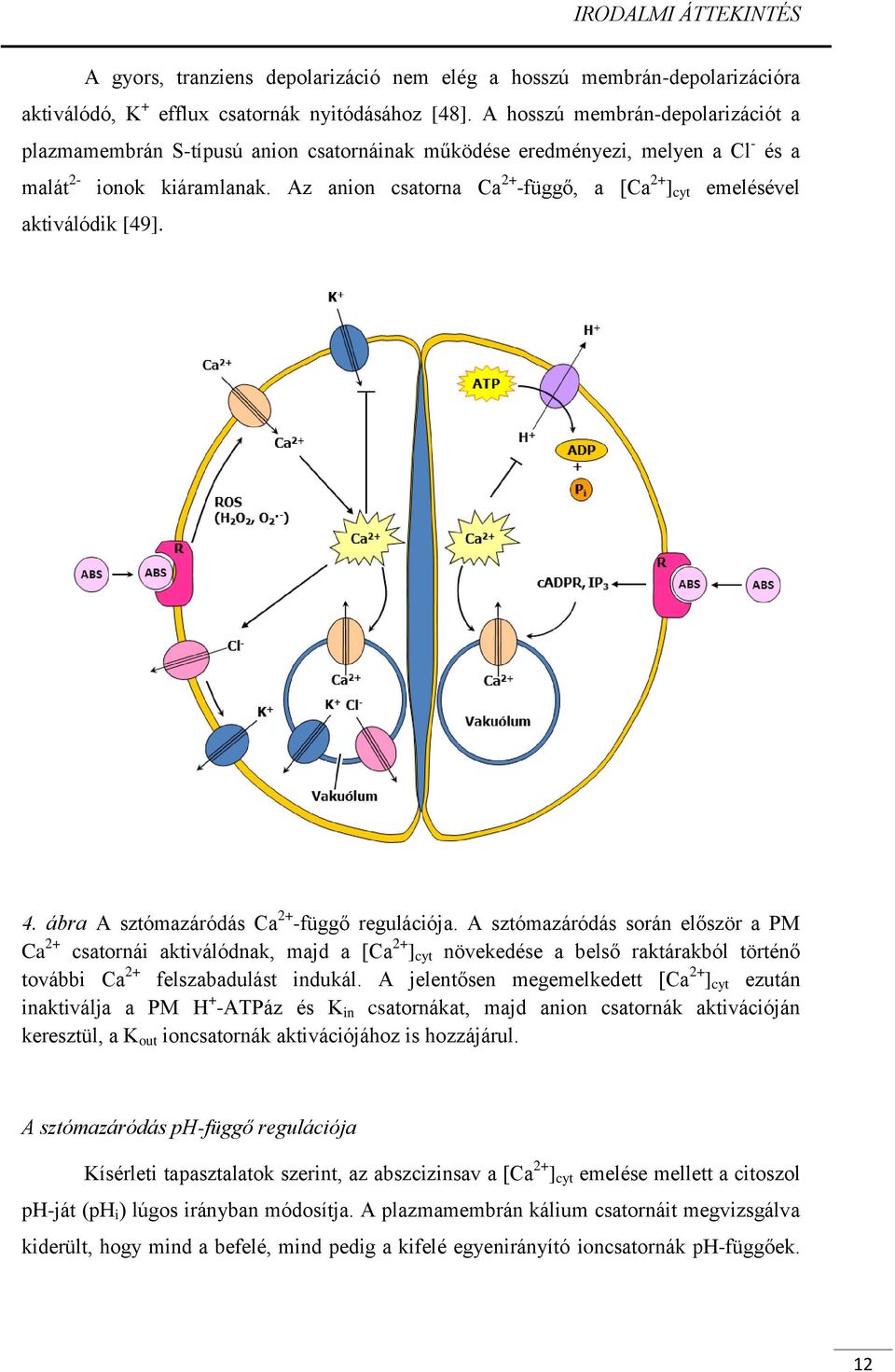 Az anion csatorna Ca 2+ -függő, a [Ca 2+ ] cyt emelésével aktiválódik [49]. 4. ábra A sztómazáródás Ca 2+ -függő regulációja.