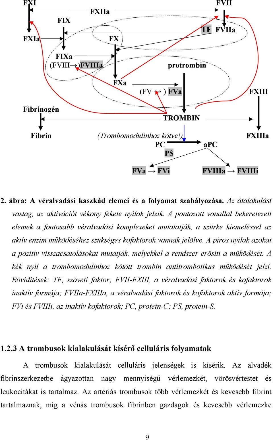 A pontozott vonallal bekeretezett elemek a fontosabb véralvadási komplexeket mutatatják, a szürke kiemeléssel az aktív enzim működéséhez szükséges kofaktorok vannak jelölve.