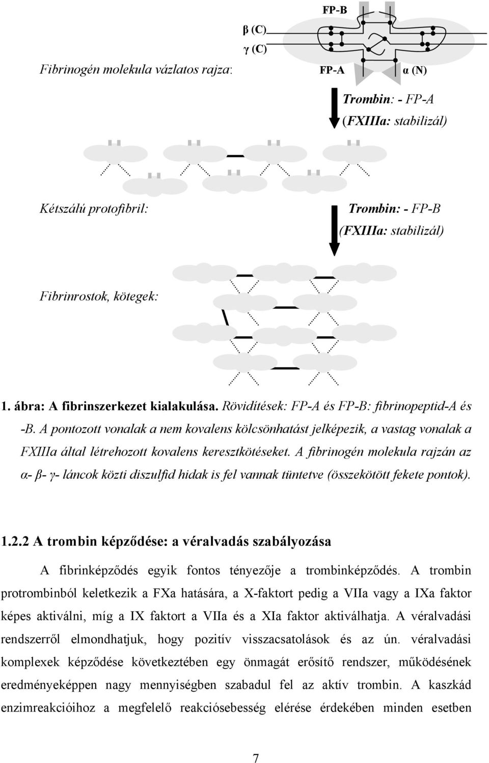 A pontozott vonalak a nem kovalens kölcsönhatást jelképezik, a vastag vonalak a FXIIIa által létrehozott kovalens keresztkötéseket.