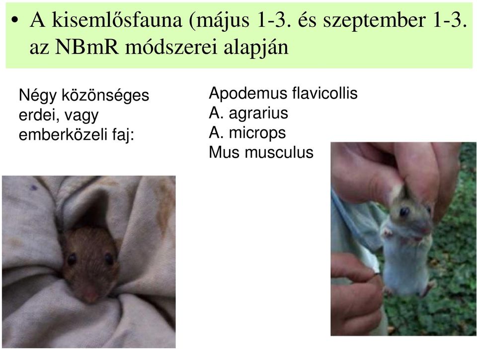 az NBmR módszerei alapján Négy közönséges