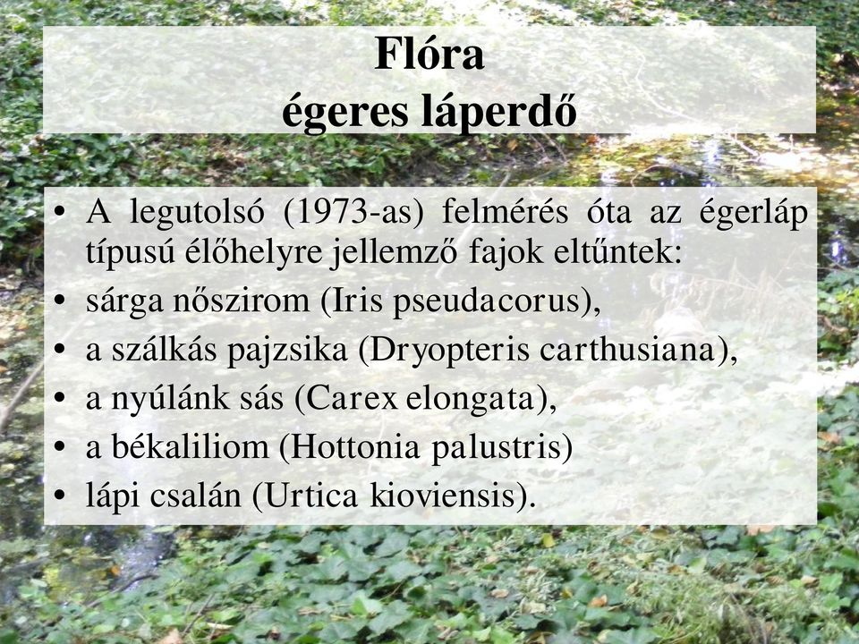 pseudacorus), a szálkás pajzsika (Dryopteris carthusiana), a nyúlánk
