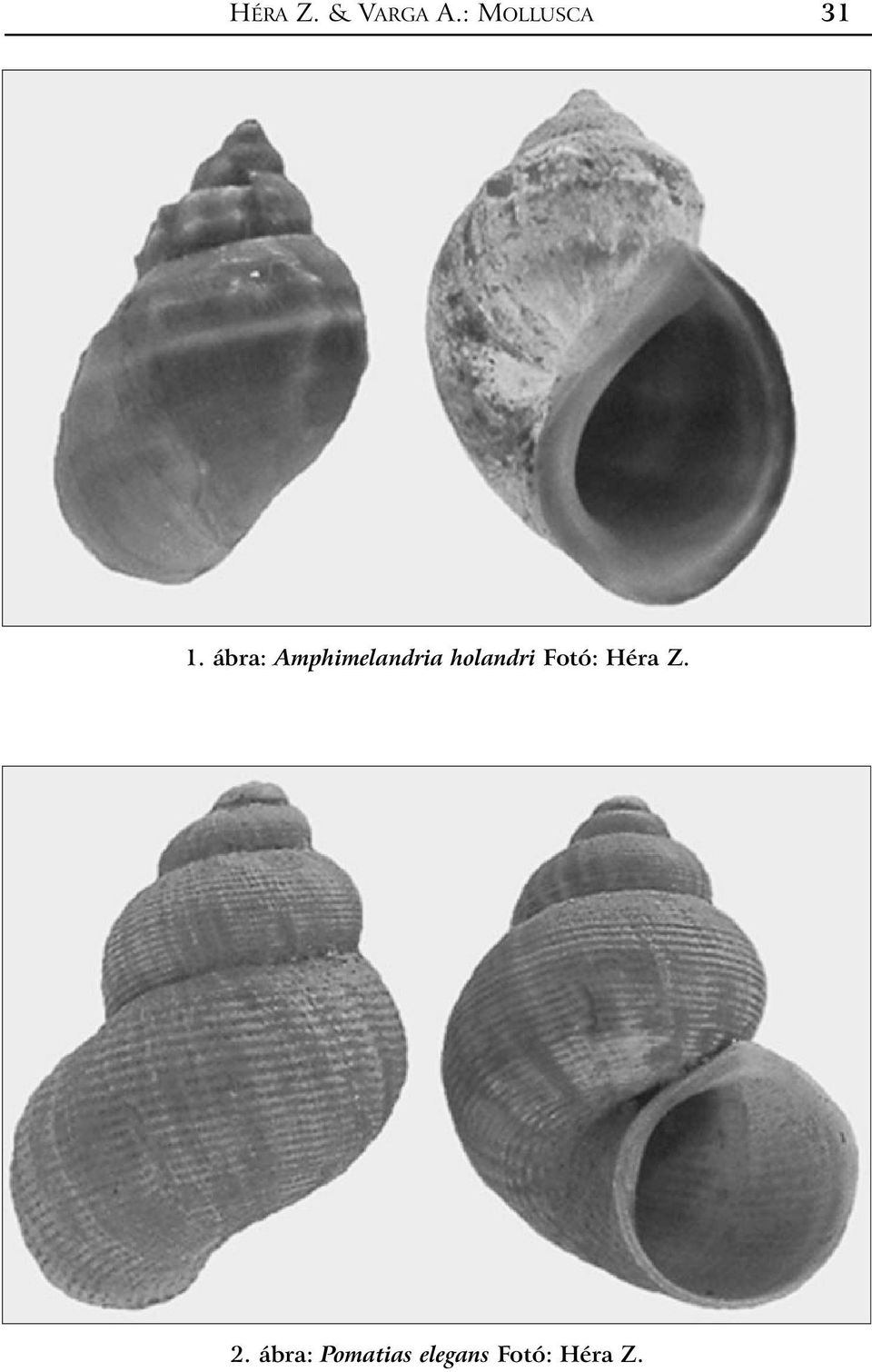 ábra: Amphimelandria holandri