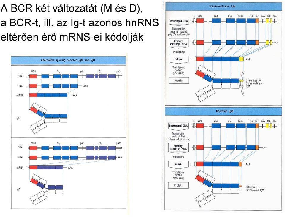 az Ig-t azonos hnrns