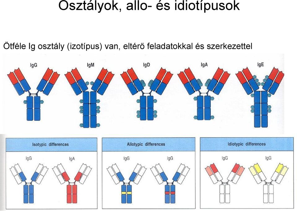 osztály (izotípus) van,