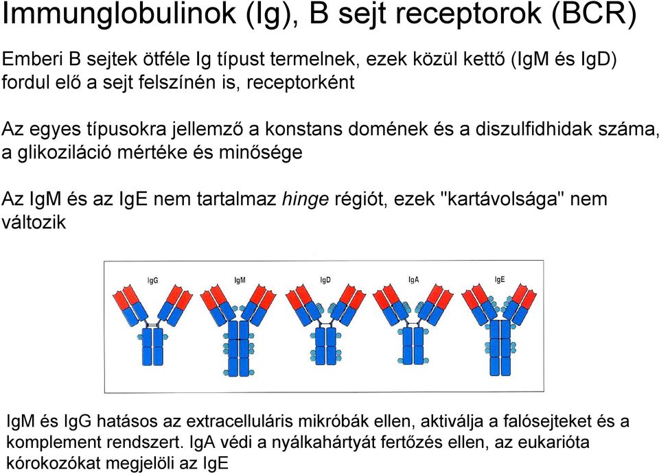 minősége Az IgM és az IgE nem tartalmaz hinge régiót, ezek "kartávolsága" nem változik IgM és IgG hatásos az extracelluláris mikróbák