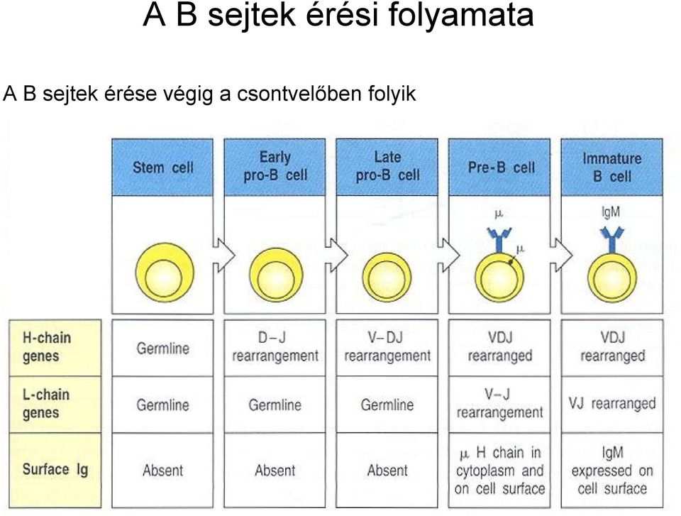 sejtek érése