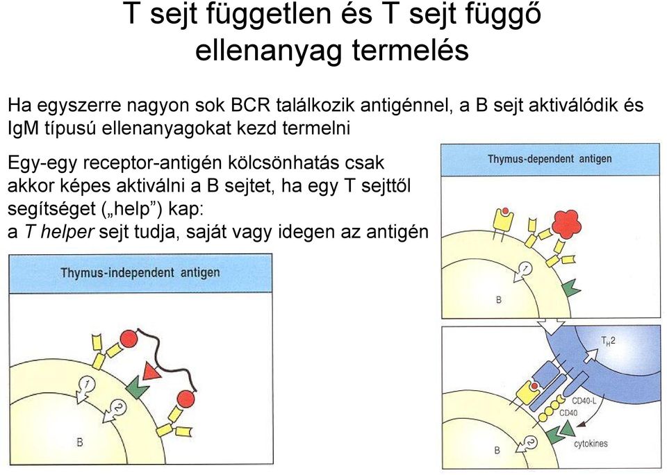 termelni Egy-egy receptor-antigén kölcsönhatás csak akkor képes aktiválni a B