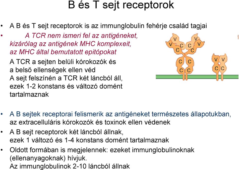 tartalmaznak A B sejtek receptorai felismerik az antigéneket természetes állapotukban, az extracelluláris kórokozók és toxinok ellen védenek A B sejt receptorok két láncból