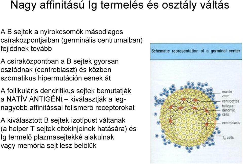 follikuláris dendritikus sejtek bemutatják a NATÍV ANTIGÉNt kiválasztják a legnagyobb affinitással felismerő receptorokat A