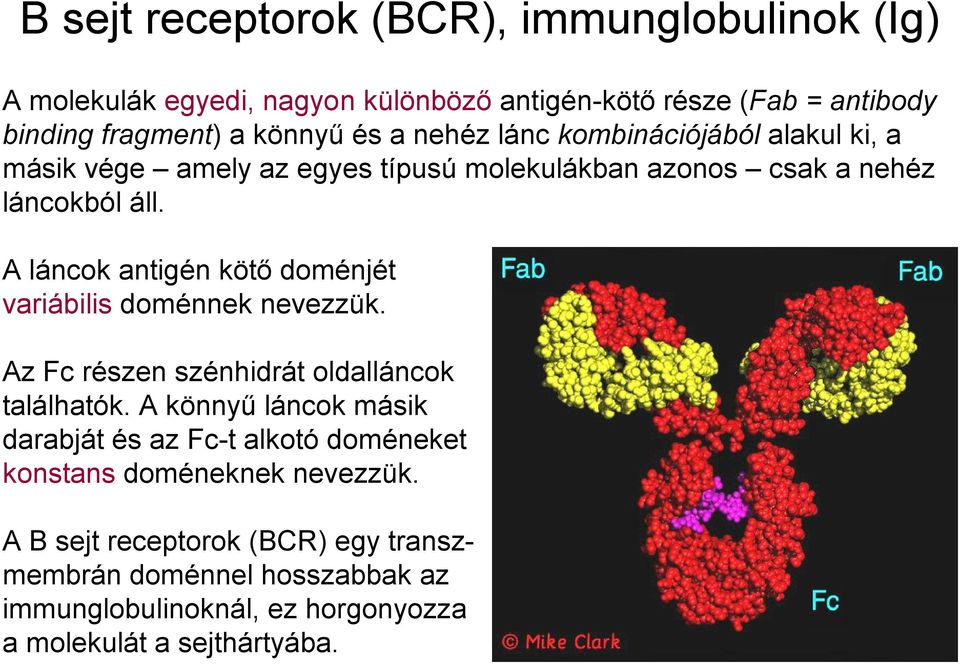 A láncok antigén kötő doménjét variábilis doménnek nevezzük. Az Fc részen szénhidrát oldalláncok találhatók.