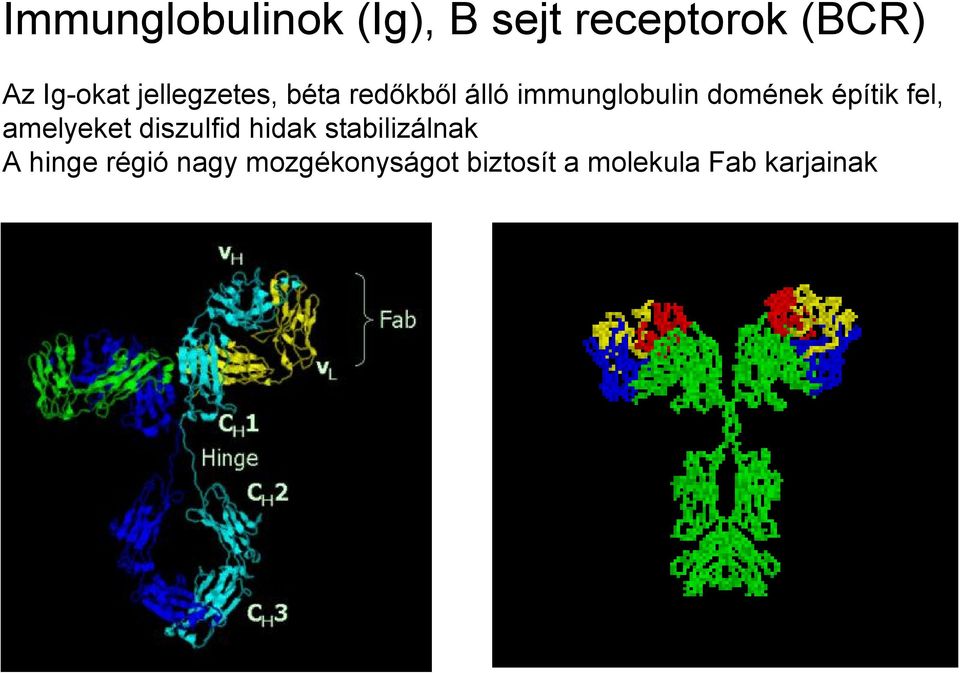 építik fel, amelyeket diszulfid hidak stabilizálnak A