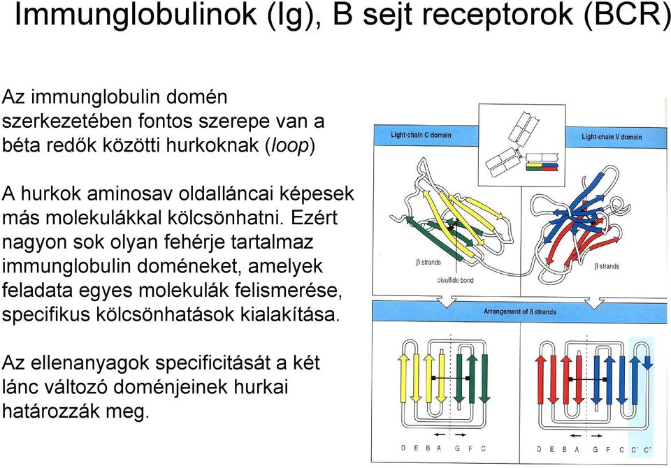 Ezért nagyon sok olyan fehérje tartalmaz immunglobulin doméneket, amelyek feladata egyes molekulák