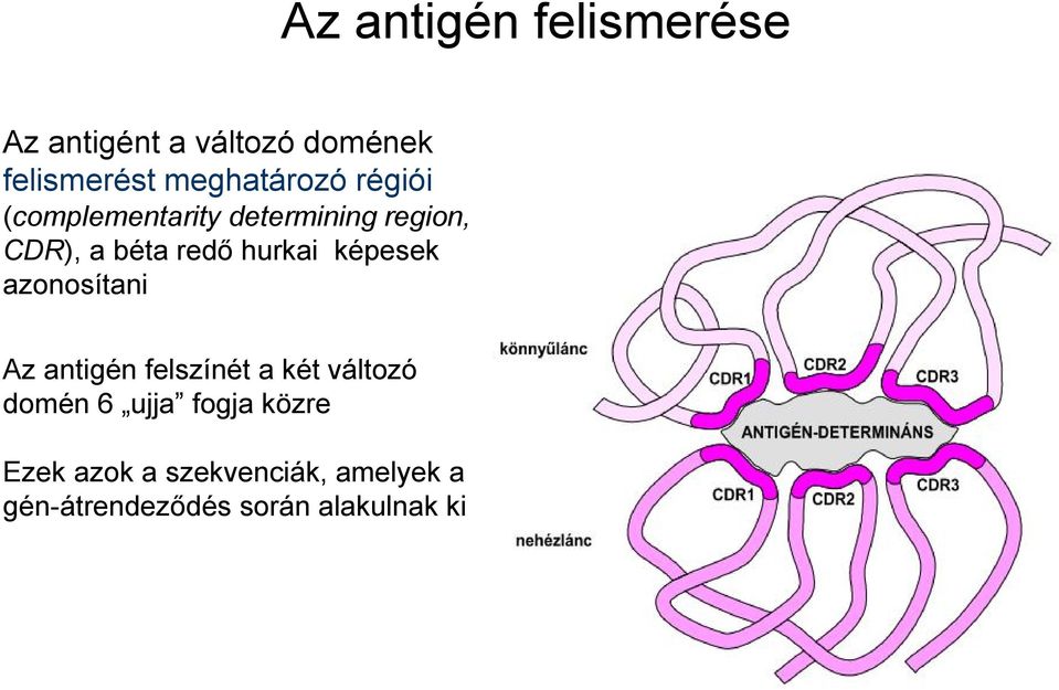 hurkai képesek azonosítani Az antigén felszínét a két változó domén 6