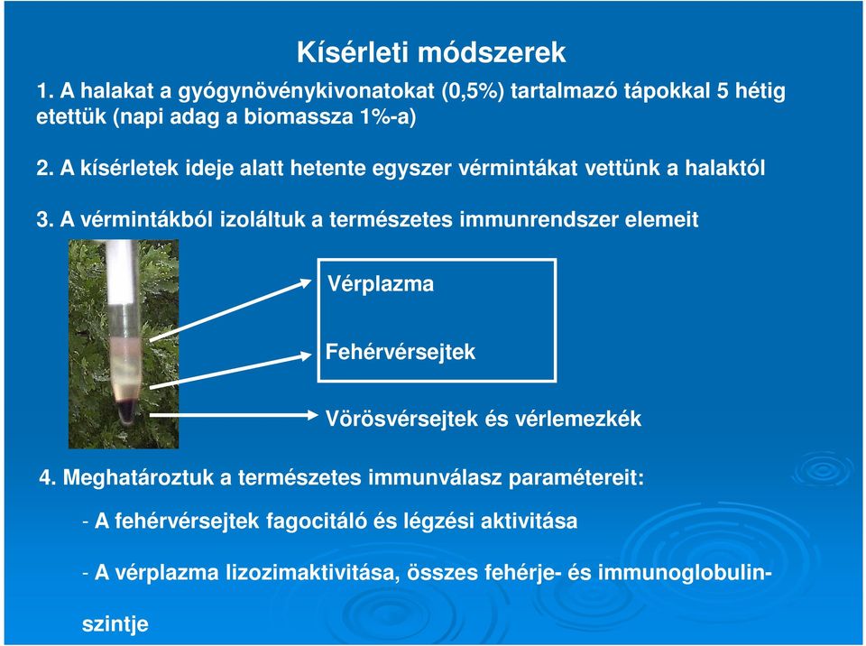 A kísérletek ideje alatt hetente egyszer vérmintákat vettünk a halaktól 3.