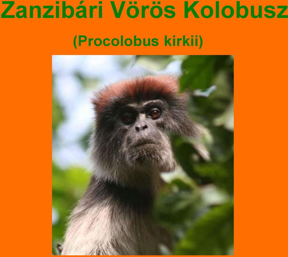 Kolobusz