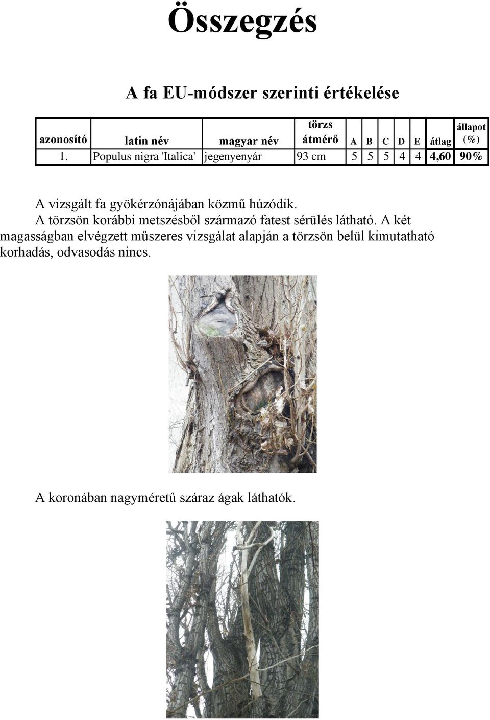 Populus nigra 'Italica' jegenyenyár 93 cm 5 5 5 4 4 4,60 90% A vizsgált fa gyökérzónájában közmű húzódik.