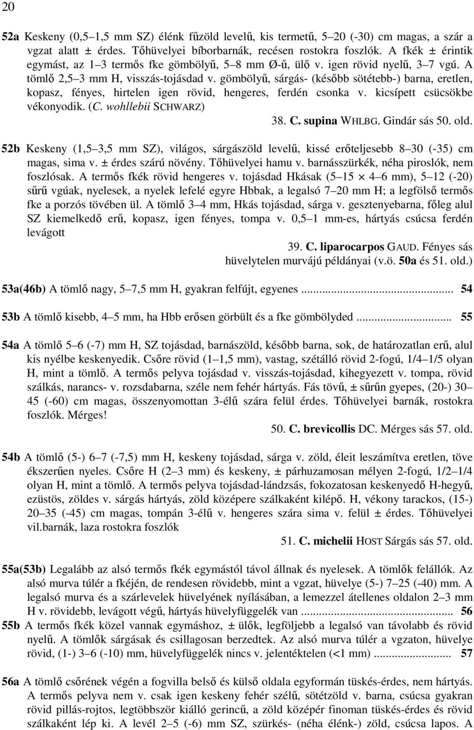 gömbölyű, sárgás- (később sötétebb-) barna, eretlen, kopasz, fényes, hirtelen igen rövid, hengeres, ferdén csonka v. kicsípett csücsökbe vékonyodik. (C. wohllebii SCHWARZ) 38. C. supina WHLBG.