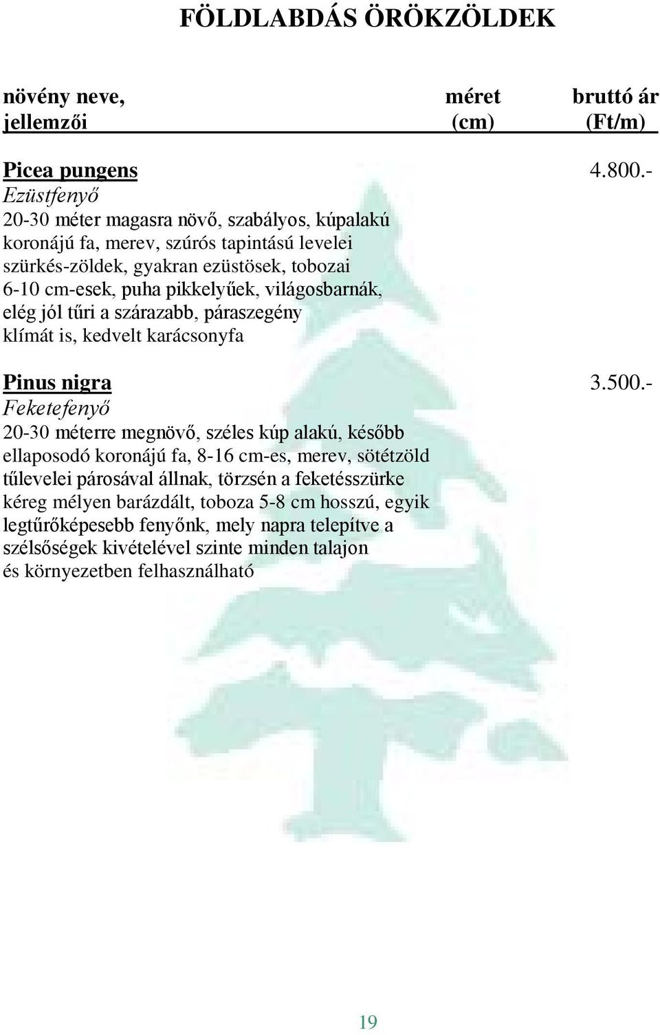 világosbarnák, elég jól tűri a szárazabb, páraszegény klímát is, kedvelt karácsonyfa Pinus nigra 3.500.
