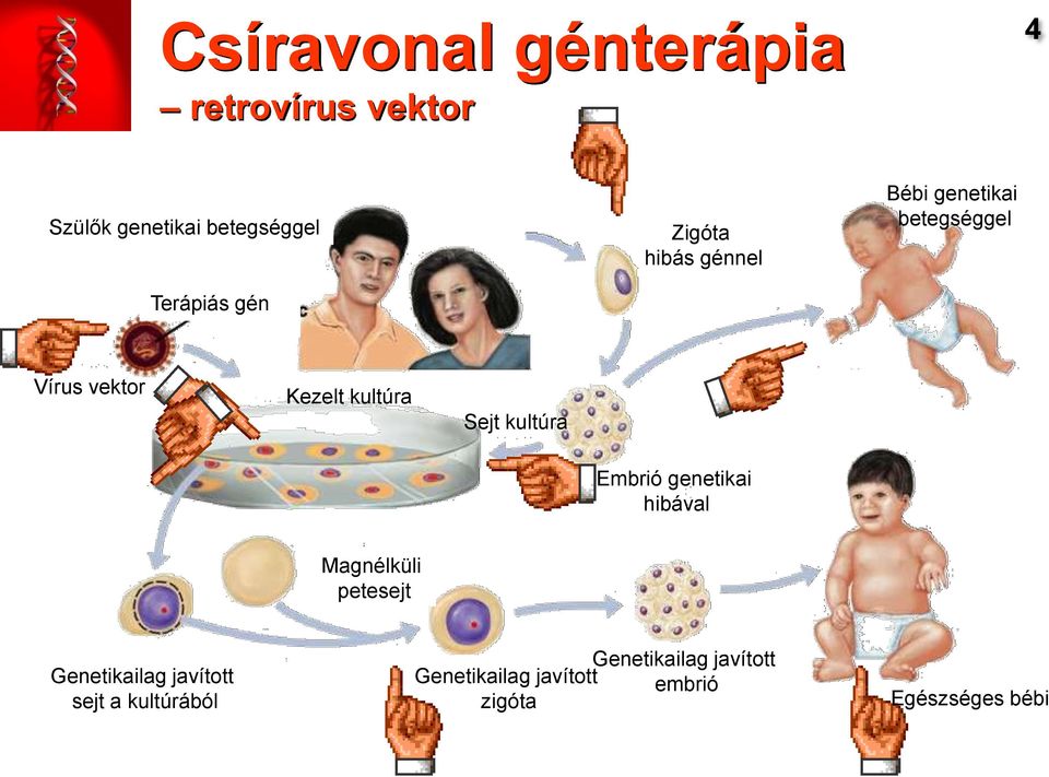 Sejt kultúra Embrió genetikai hibával Magnélküli petesejt Genetikailag javított