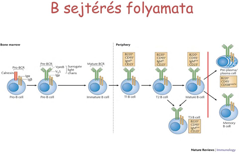 folyamata