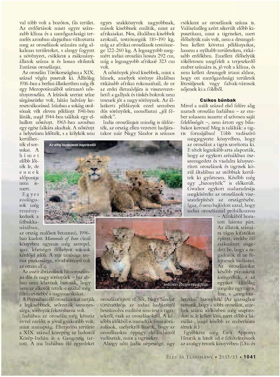 zsákmányállatok száma is és lassan eltűntek Eurázsia oroszlánjai. Az oroszlán Törökországban a XIX. század végén pusztult ki.