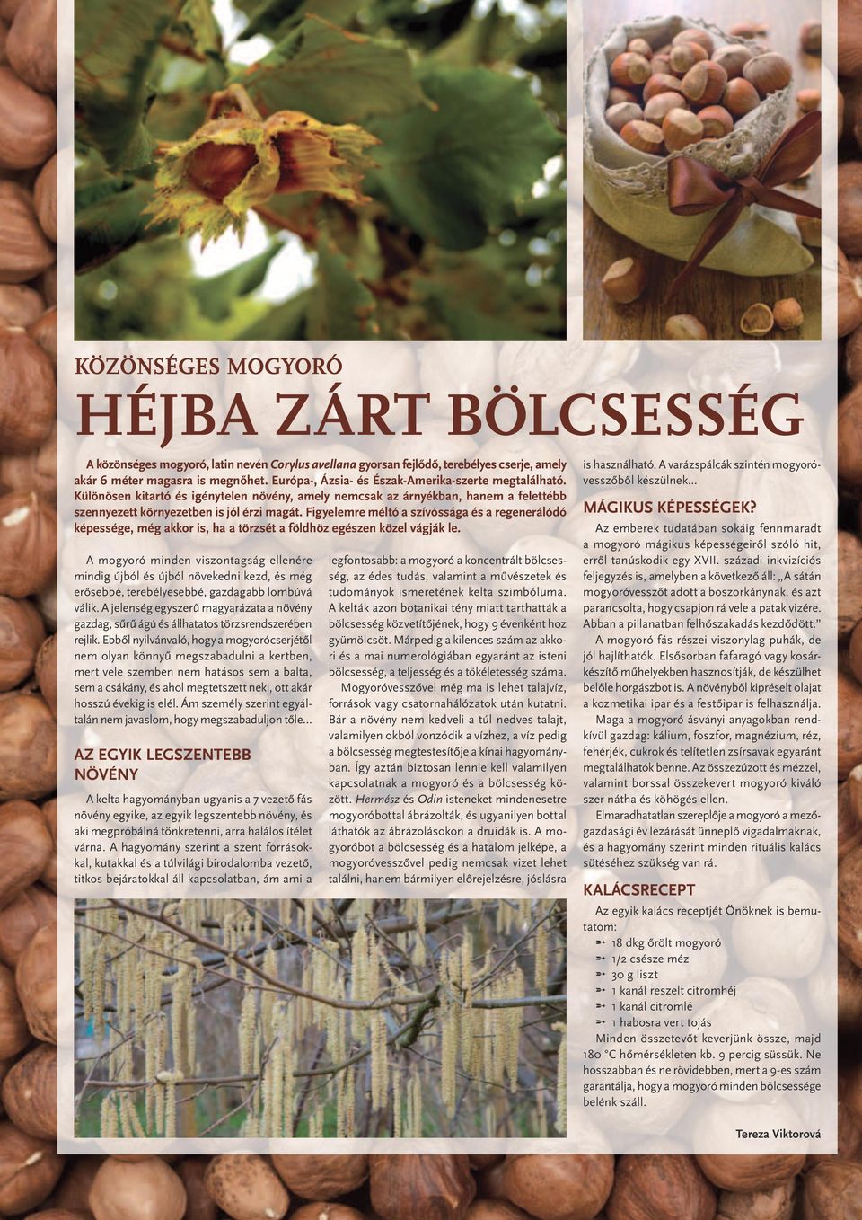 Figyelemre méltó a szívóssága és a regenerálódó képessége, még akkor is, ha a törzsét a földhöz egészen közel vágják le.