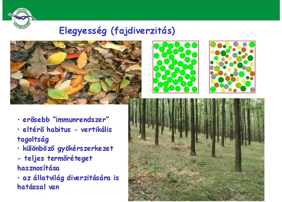 tagoltság különböző gyökérszerkezet - teljes