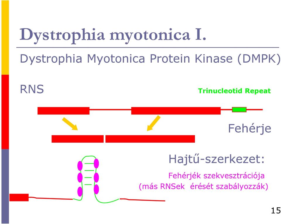 RNS Trinucleotid Repeat Fehérje