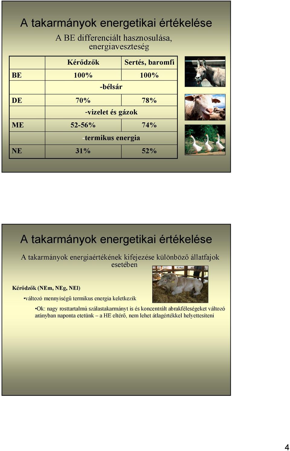 esetében Kérődzők (NEm, NEg, NEl) változó mennyiségű termikus energia keletkezik Ok: nagy rosttartalmú