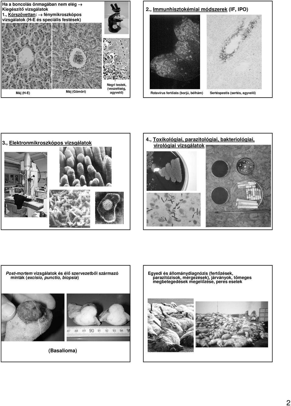 , Elektronmikroszkópos vizsgálatok Post-mortem vizsgálatok és élı szervezetbıl származó minták (excisio, punctio, biopsia) Rotavírus fertızés (borjú, bélhám)
