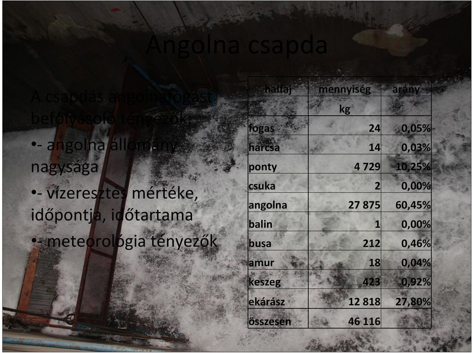 fogas 24 0,05% harcsa 14 0,03% ponty 4 729 10,25% csuka 2 0,00% angolna 27 875 60,45%