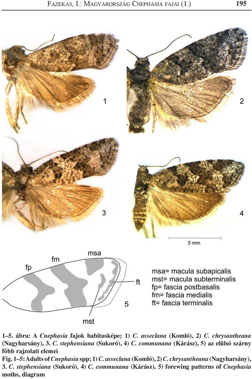 communana (Kárász), 5) az elülső szárny főbb rajzolati elemei Fig. 1 5: Adults of Cnephasia spp; 1) C.
