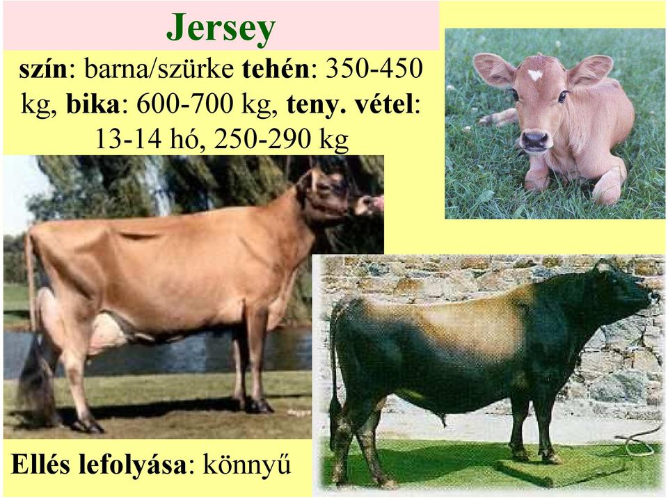 600-700 kg, teny.