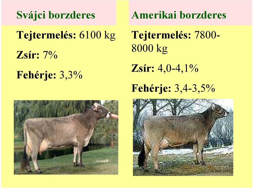 borzderes Tejtermelés: 7800-8000