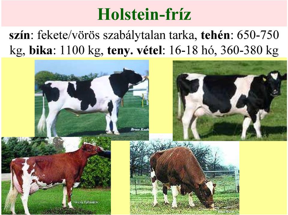 tarka, tehén: 650-750 kg,